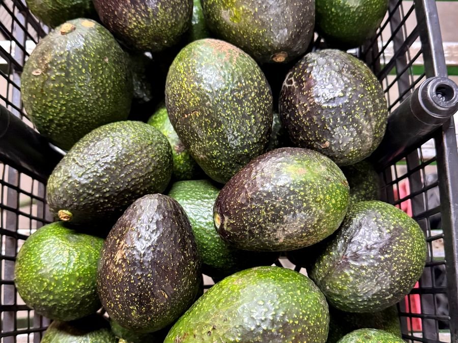 Aguacate seleccionado en la Central de Abasto