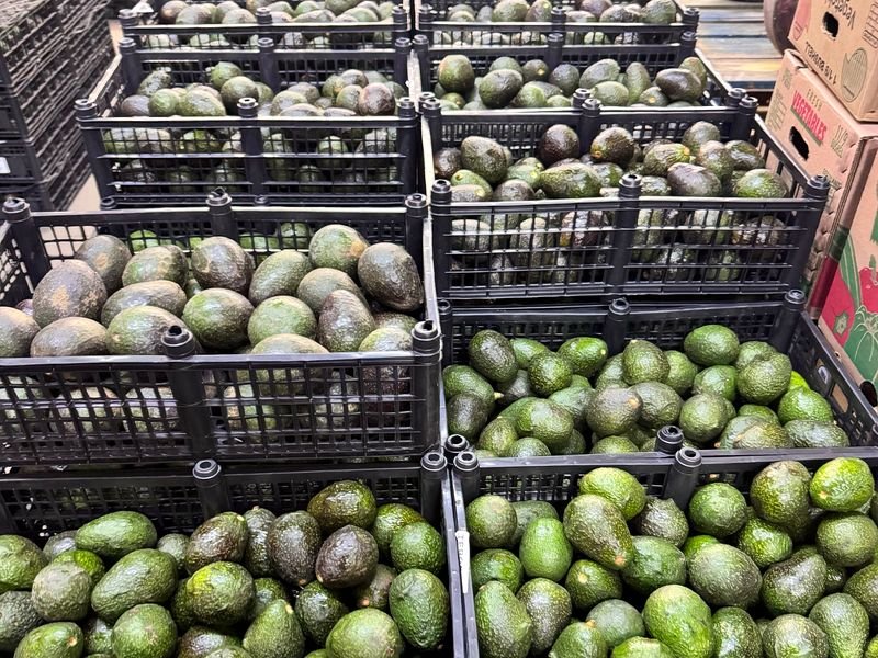 Selección de aguacate en la Central de Abasto